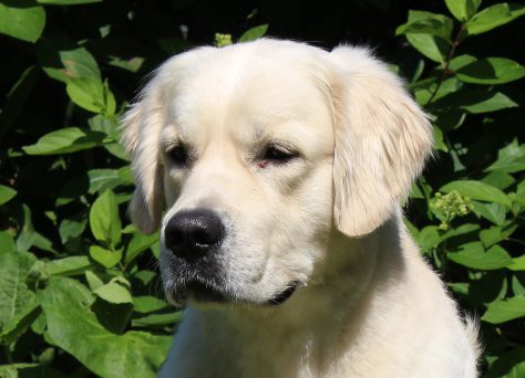 Buddy-Earl Gray Of Golden Heathland