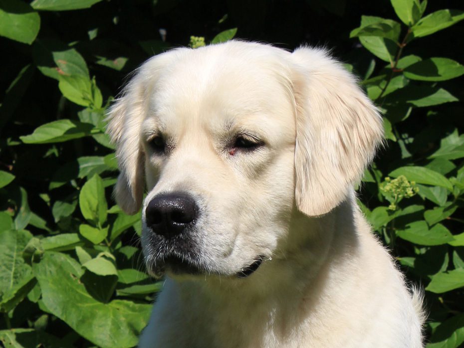 Buddy-Earl Gray Of Golden Heathland