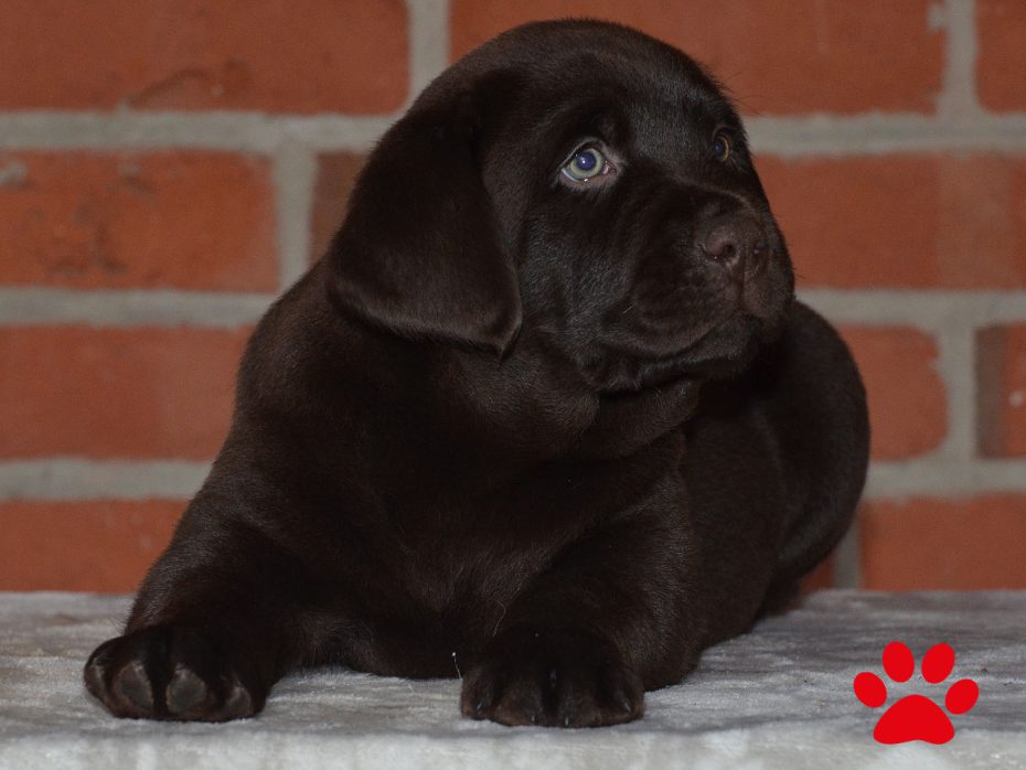 A-Wurf „Of Golden Heathland“ 11.10.2018 choco Labrador Retriever