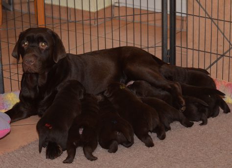 D-Wurf Of Golden Heathland 15.09.2020 Choco Labrador Retriever D-Wurf Of Golden Heathland 15.09.2020 Choco Labrador Retriever