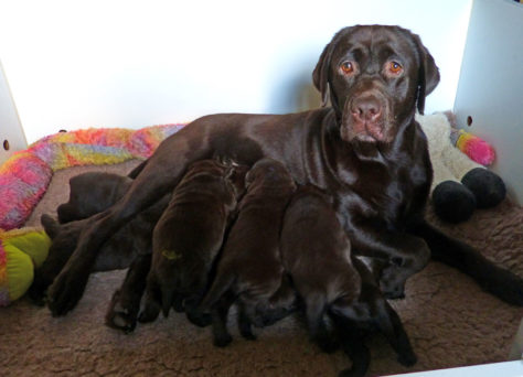 B-Wurf choco Labrador Retriever Welpen 30.07.2019 B-Wurf choco Labrador Retriever Welpen 30.07.2019