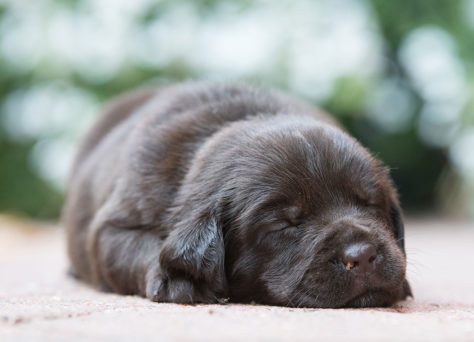 B-Wurf choco Labrador Retriever Welpen 30.07.2019 B-Wurf choco Labrador Retriever Welpen 30.07.2019