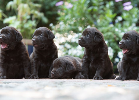 Wurferwartung C-Wurf Labrador Retriever Of Golden Heathland Wurferwartung C-Wurf Labrador Retriever Of Golden Heathland