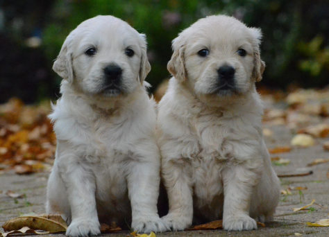 A-Wurf Of Golden Heathland Golden Retriever vom 24.09.2019