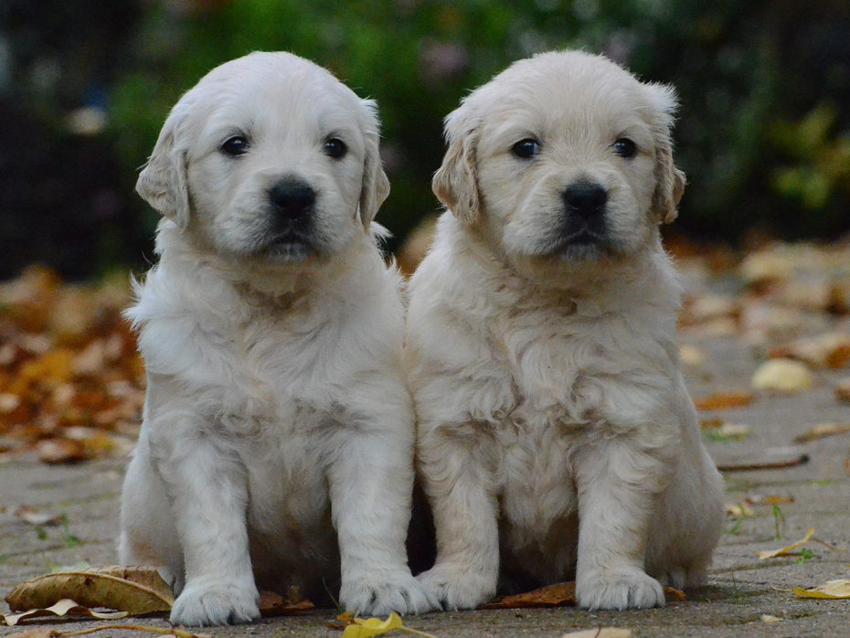 A-Wurf Of Golden Heathland Golden Retriever vom 24.09.2019