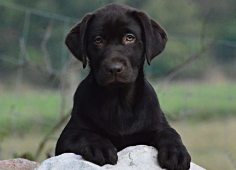 B-Wurf choco Labrador Retriever Welpen 30.07.2019