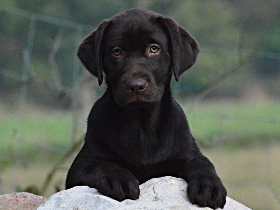 B-Wurf choco Labrador Retriever Welpen 30.07.2019