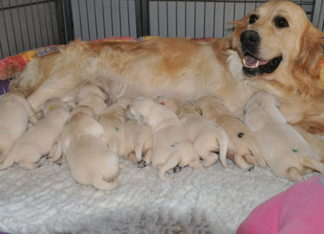 A-Wurf Of Golden Heathland Golden Retriever vom 24.09.2019 A-Wurf Of Golden Heathland Golden Retriever vom 24.09.2019