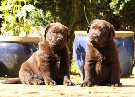 C-Wurf 27.02.2020 Labrador Retriever Of Golden Heathland C-Wurf 27.02.2020 Labrador Retriever Of Golden Heathland