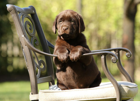 C-Wurf 27.02.2020 Labrador Retriever Of Golden Heathland