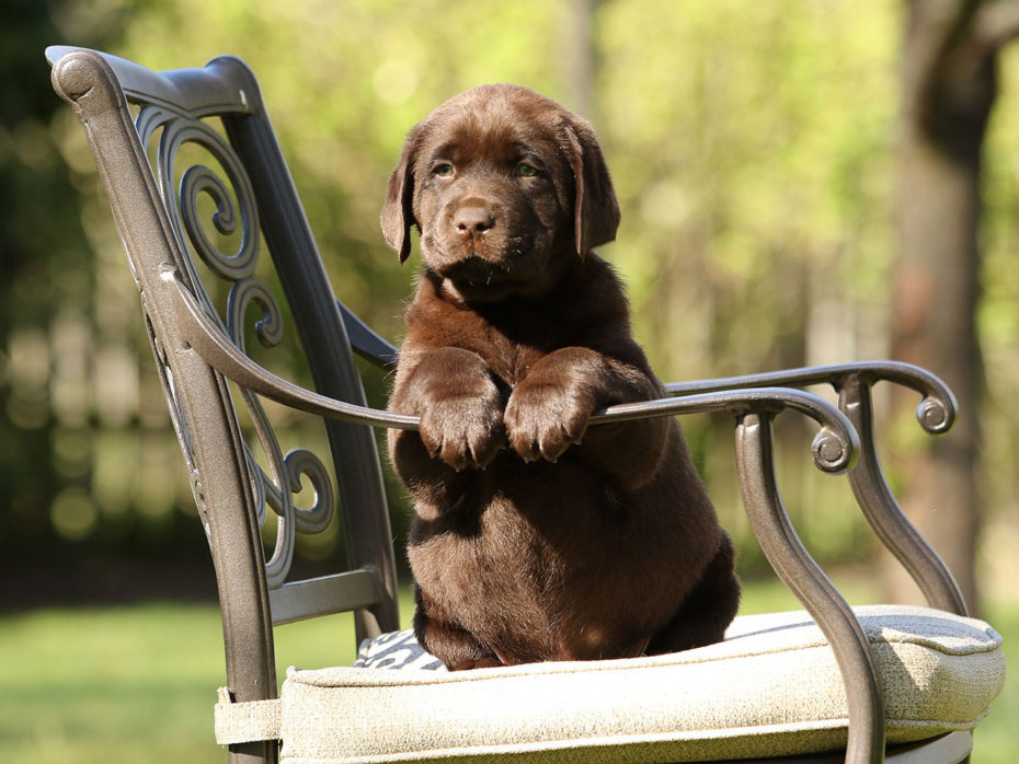 C-Wurf 27.02.2020 Labrador Retriever Of Golden Heathland