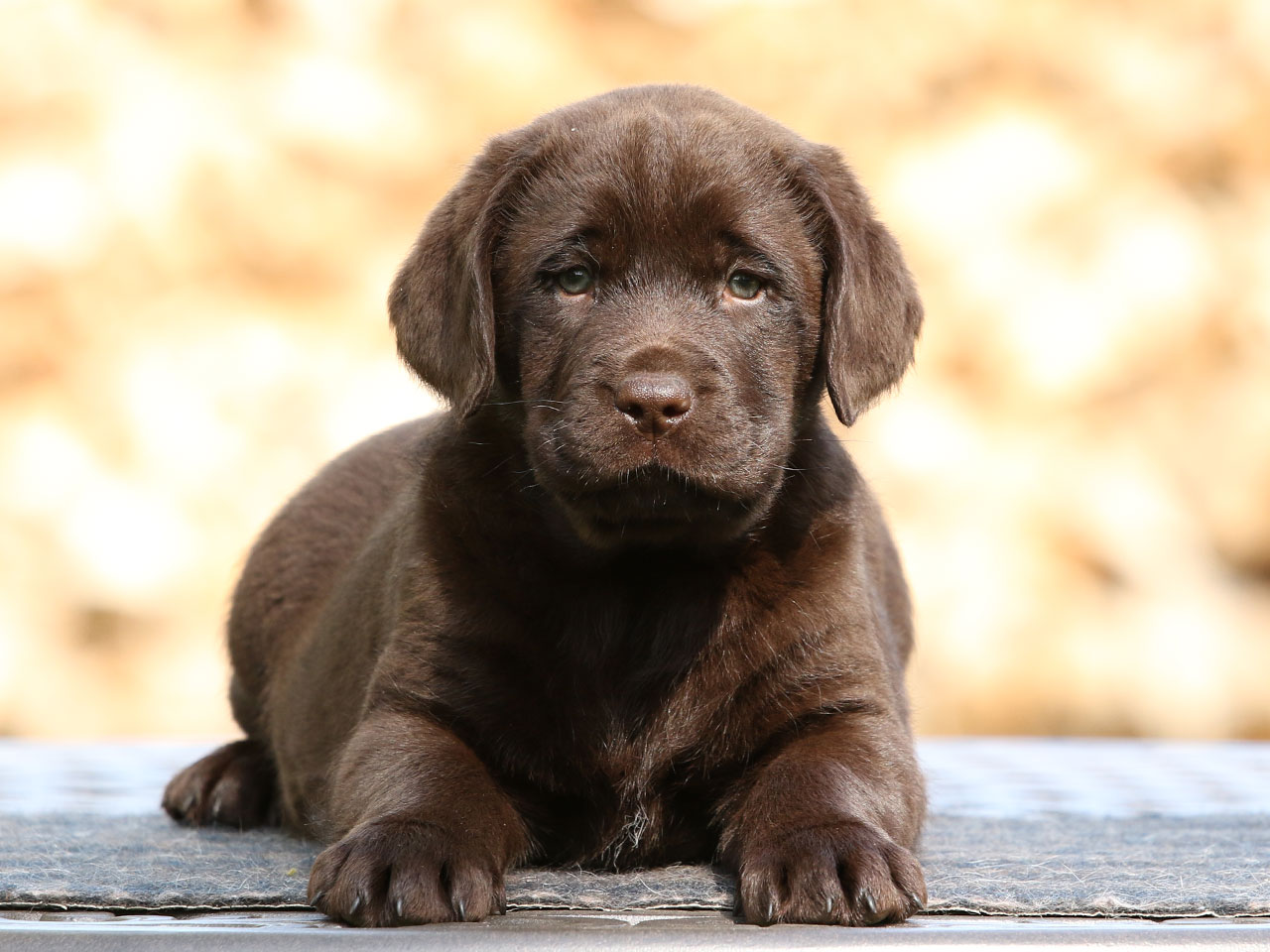 mini chocolate labrador
