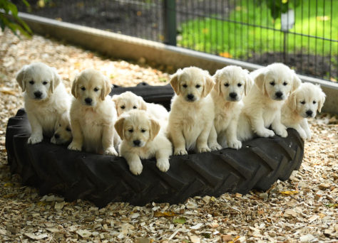 Wurferwartung Golden Retriever Welpen „of Golden Heathland“