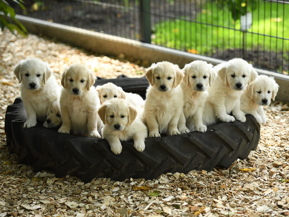 Wurferwartung O-Wurf Golden Retriever 01.2026 Wurferwartung O-Wurf Golden Retriever 01.2026