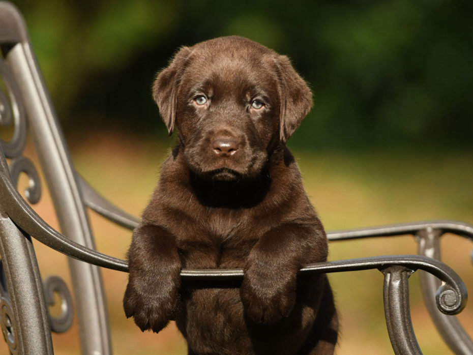 D-Wurf Of Golden Heathland 15.09.2020 Choco Labrador Retriever