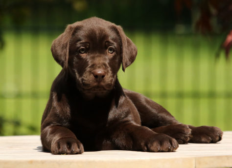 E-Wurf Labrador Of Golden Heathland 22.03.2021