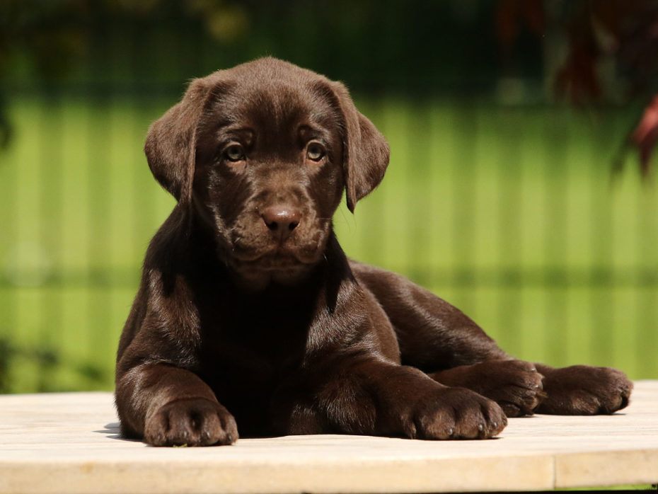 E-Wurf Labrador Of Golden Heathland 22.03.2021