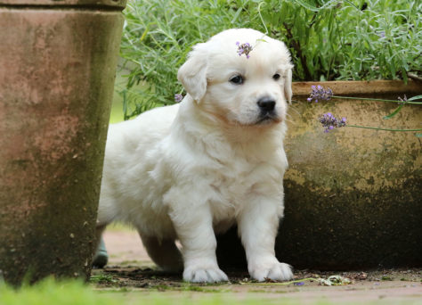 B-Wurf Of Golden Heathland Golden Retriever Basti & Fanta