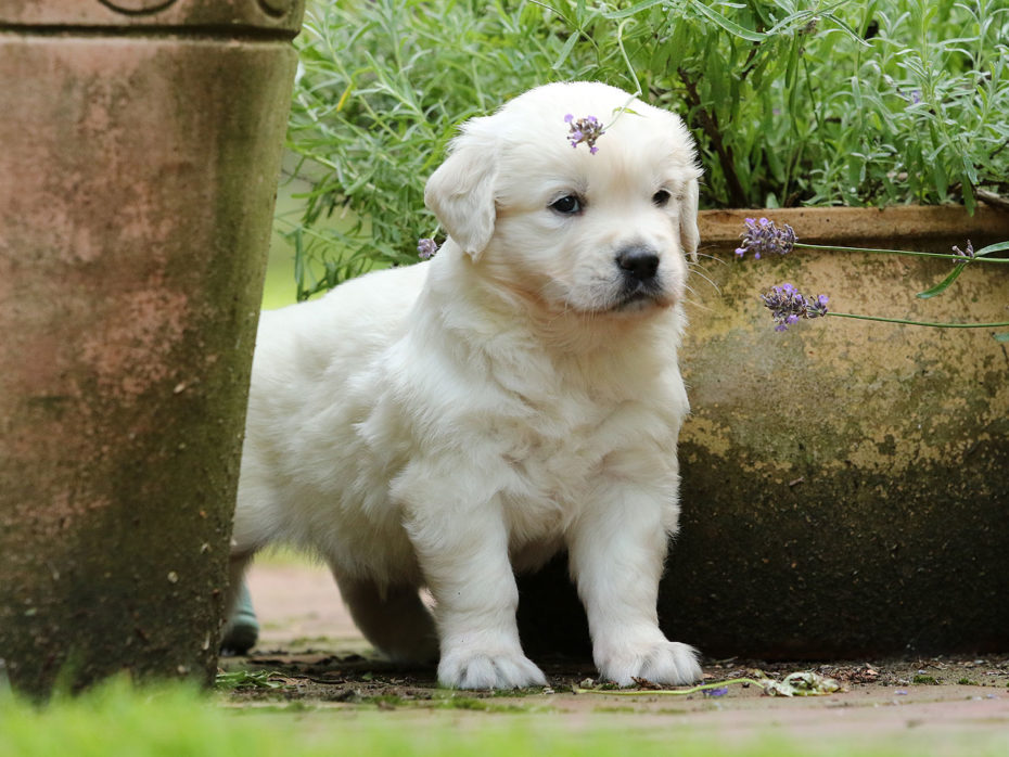 B-Wurf Of Golden Heathland Golden Retriever Basti & Fanta