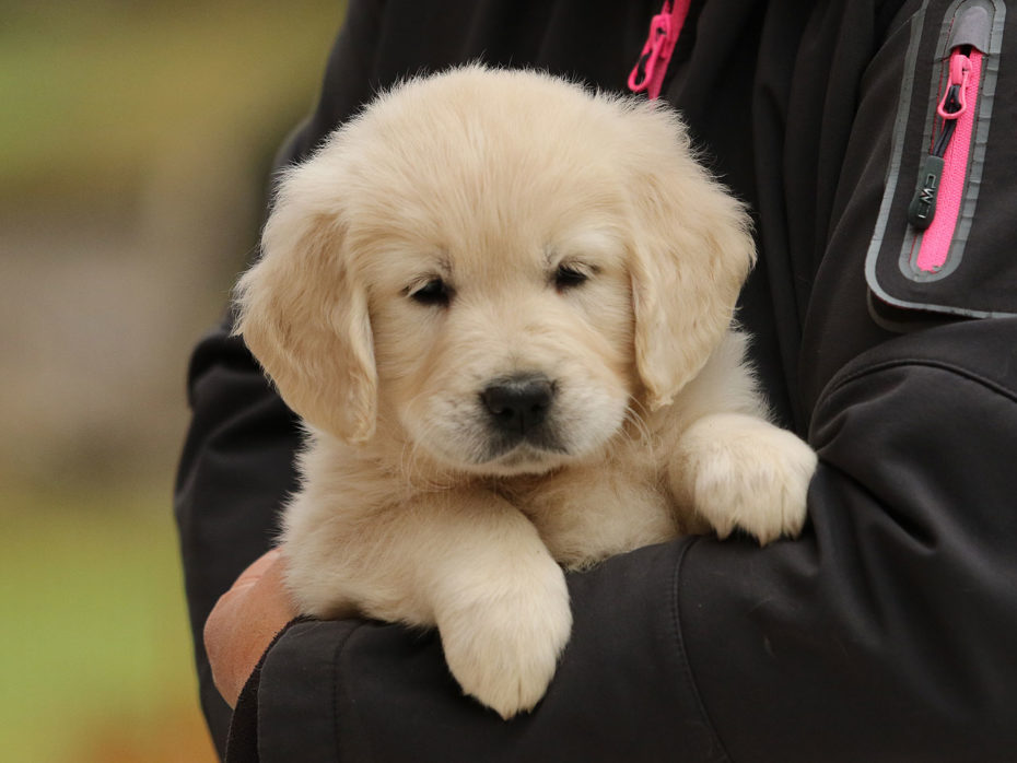 D-Wurf Golden Retriever Of Golden Heathland 23.09.2021