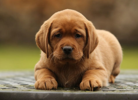 F-Wurf Labrador Of Golden Heathland 30.11.2021