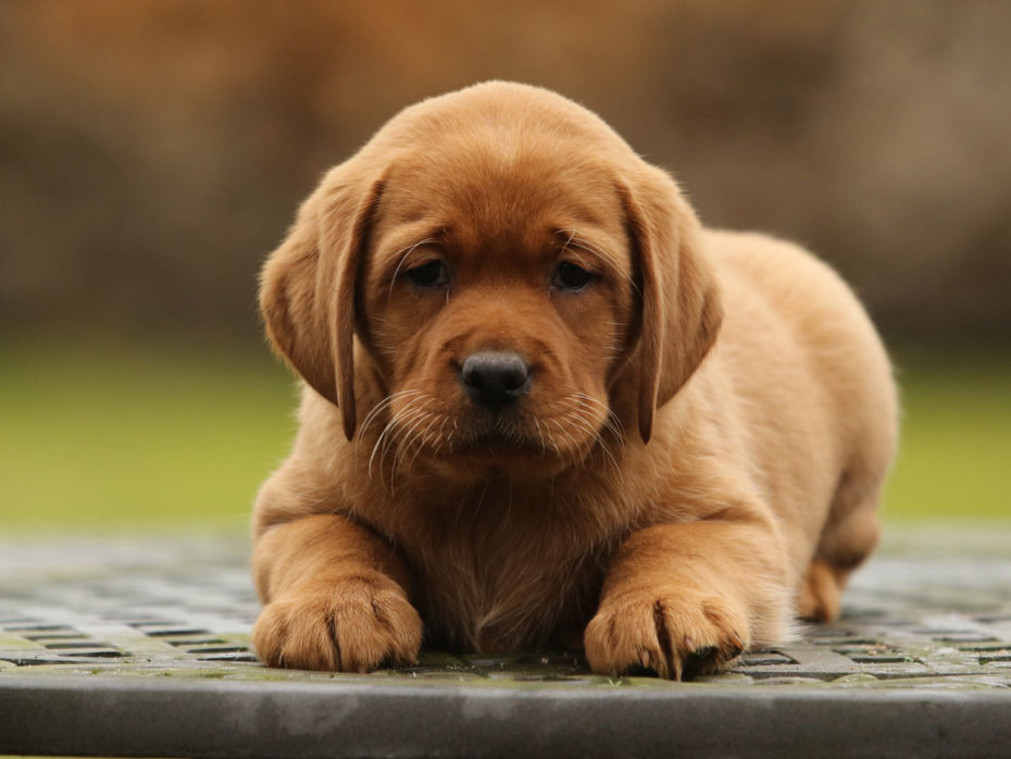 F-Wurf Labrador Of Golden Heathland 30.11.2021