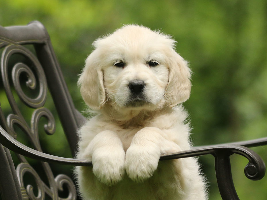 15.04.2022 E-Wurf Of Golden Heathland Golden Retriever