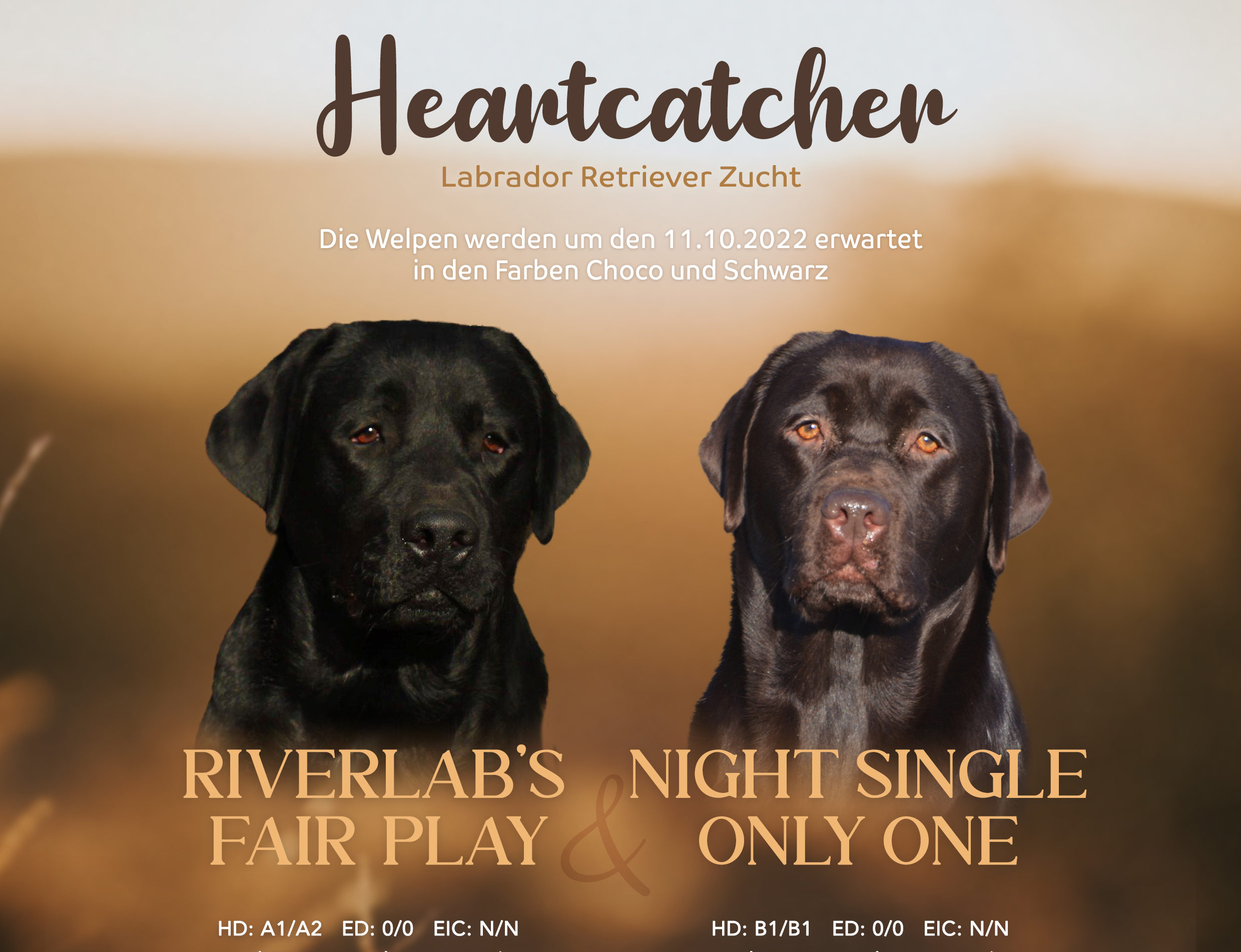 Heartcatcher A-Wurf Labrador Retriever Heartcatcher A-Wurf Labrador Retriever
