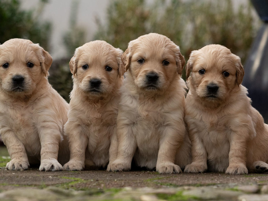 F-Wurf Golden Retriever „Of Golden Heathland“ 08.10.2022