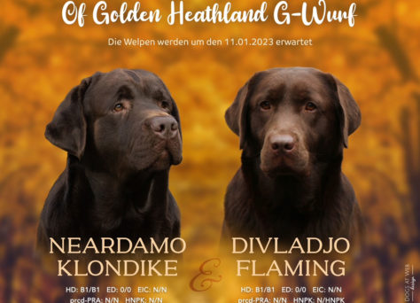 06.01.2023 „Of Golden Heathland“ Choco Labrador Retriever Welpen
