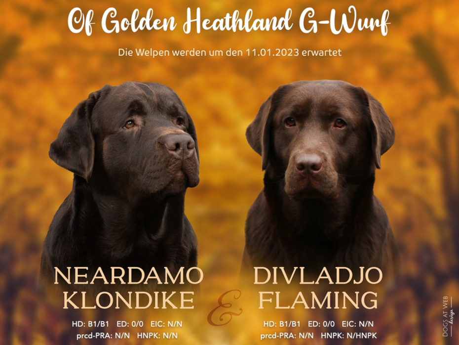06.01.2023 „Of Golden Heathland“ Choco Labrador Retriever Welpen