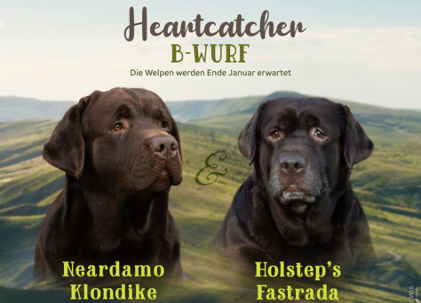 Wurfankündigung Heartcatcher B-Wurf Labrador