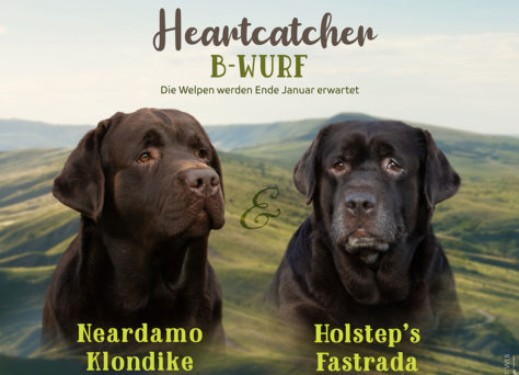 Wurfankündigung Heartcatcher B-Wurf Labrador Wurfankündigung Heartcatcher B-Wurf Labrador