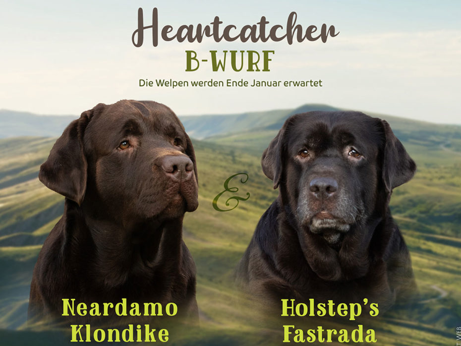 Wurfankündigung Heartcatcher B-Wurf Labrador