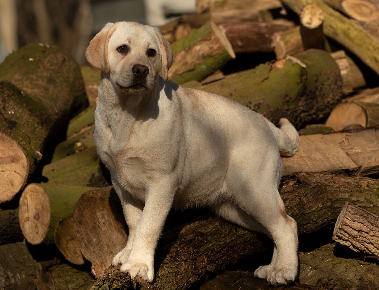 Heartcatcher A-Wurf Labrador Retriever