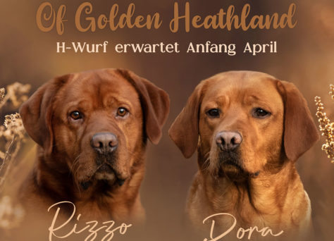 Wurferwartung Labrador „Of Golden Heathland“ April 2023