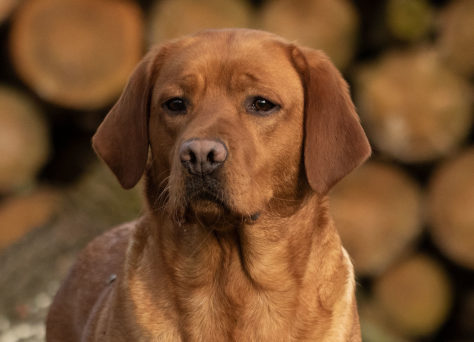 Dora – Andorra Red Asteroid