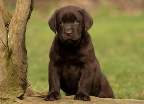26.01.2023 Heartcatcher B-Wurf Labrador
