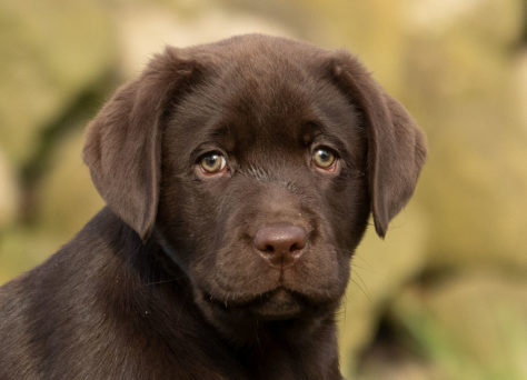 26.01.2023 Heartcatcher B-Wurf Labrador