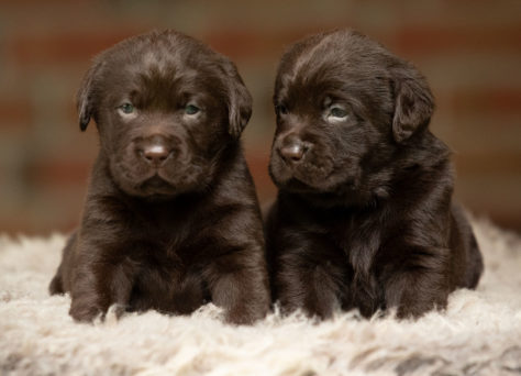 26.04.2023 Heartcatcher C-Wurf Labrador Retriever 26.04.2023 Heartcatcher C-Wurf Labrador Retriever