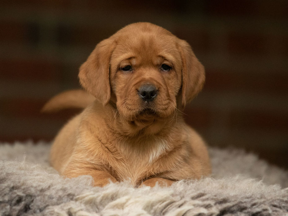 H-Wurf 07.04.2023 Labrador „Of Golden Heathland“