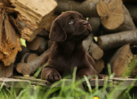 26.04.2023 Heartcatcher C-Wurf Labrador Retriever