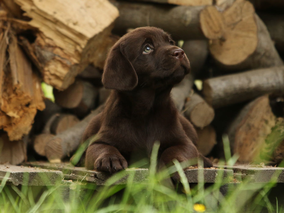 26.04.2023 Heartcatcher C-Wurf Labrador Retriever