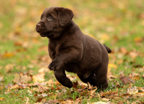 I – Wurf Labrador Of Golden Heathland 30.09.2023