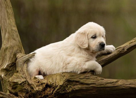 G-Wurf Of Golden Heathland Golden Retriever