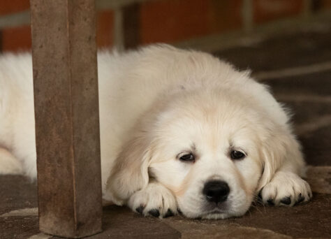 H-Wurf „of Golden Heathland“ 29.05.2024 Golden Retriever
