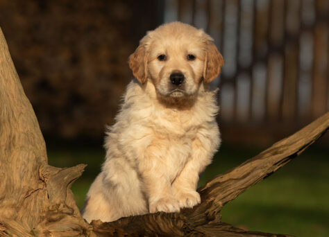 K-Wurf Golden Retriever Welpen „of Golden Heathland „ 11.10.2024