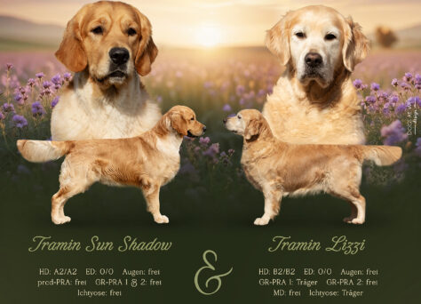 Wurferwartung M-Wurf Golden Retriever Mai 2025