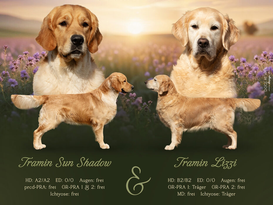Wurferwartung M-Wurf Golden Retriever Mai 2025