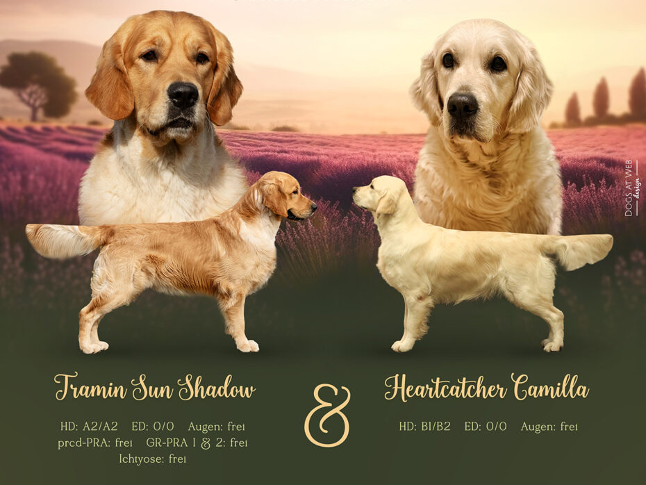 Golden Retriever  L-Wurf 09.04.2025 Cliff & Camilla